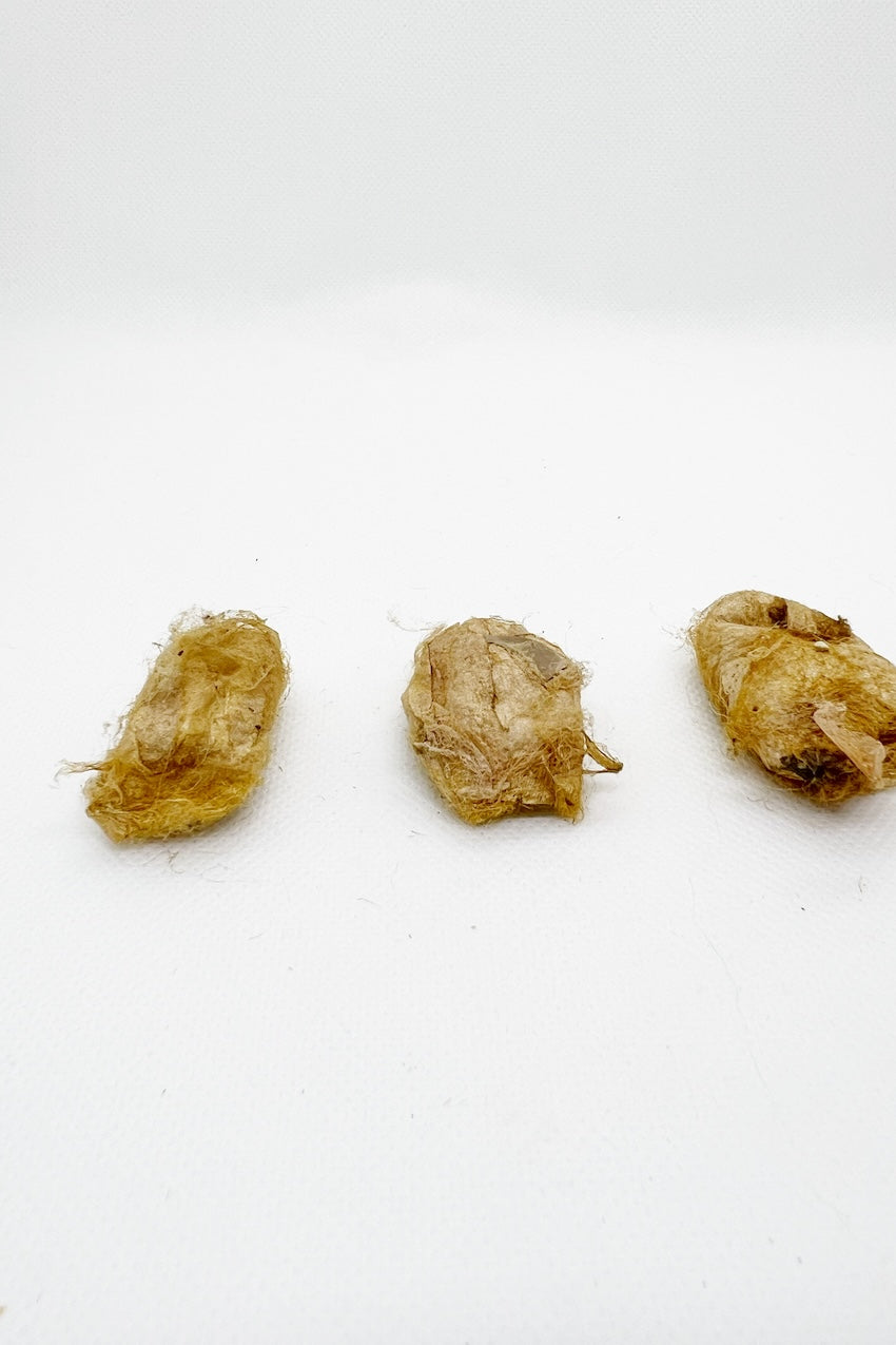 muga cocoon