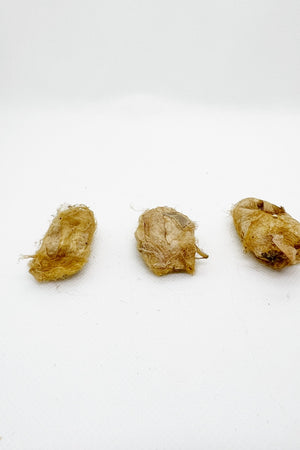 muga cocoon