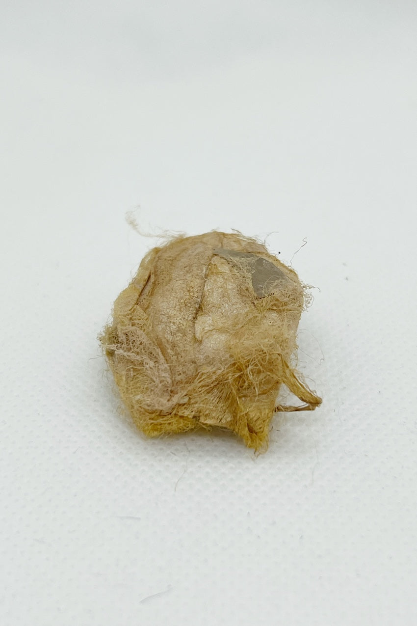 muga cocoon