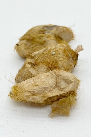 muga cocoon