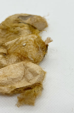 muga cocoon