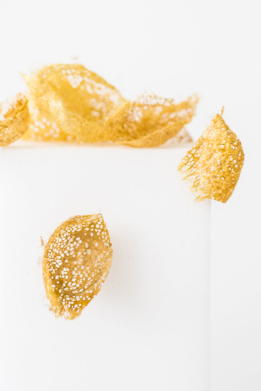 f-7 cricula cocoons
