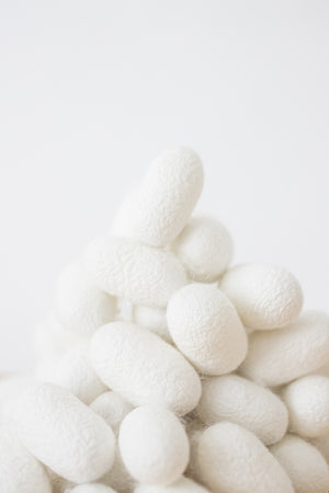 n-49 silk cocoons